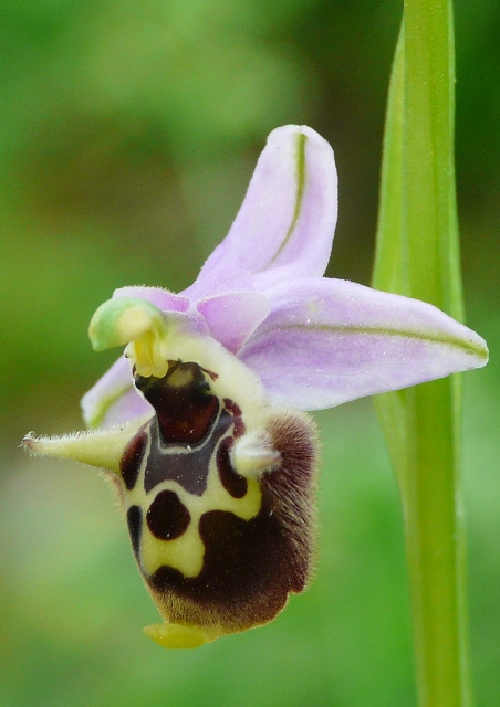 Le orchidee degli Dei: 8 giorni nel Peloponneso, marzo 2014.